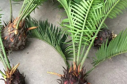 src=http___www.nczfw.com_zb_users_upload_2019_05_20190501182044_68135.jpg&refer=http___www.nczfw.webp_副本.jpg