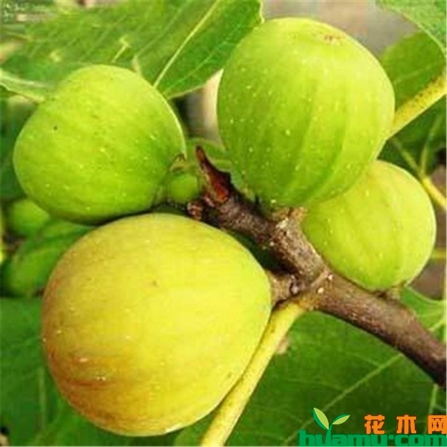 布兰瑞克无花果苗实拍图片.jpg