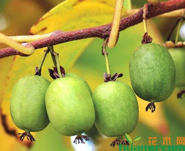软枣猕猴桃