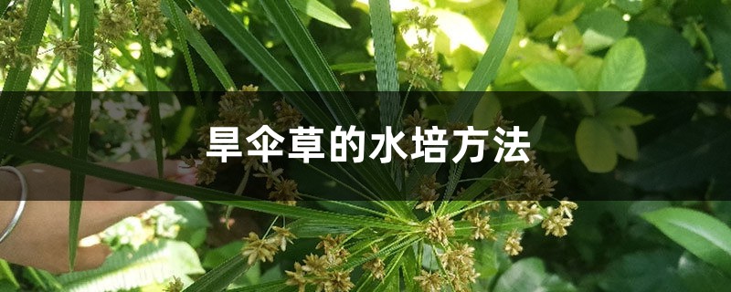 旱伞草的水培方法