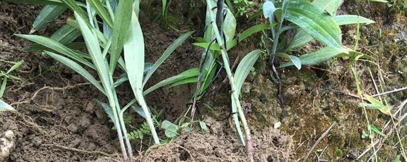 湖州市花是什么花