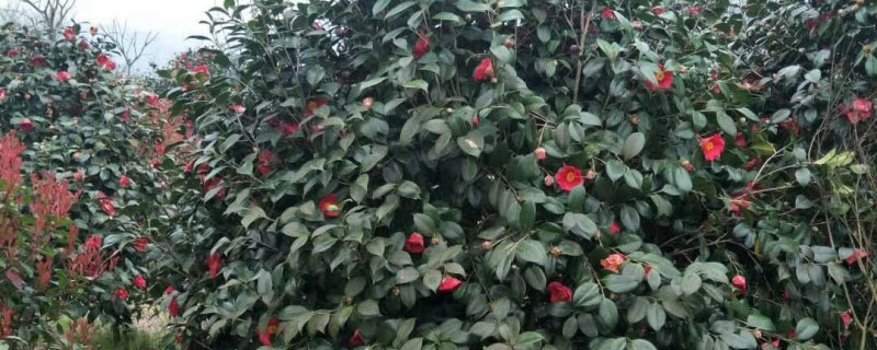 金华市花是什么花 金华市花是什么花