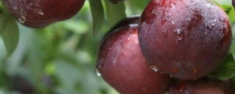 湖南适合种植什么果树