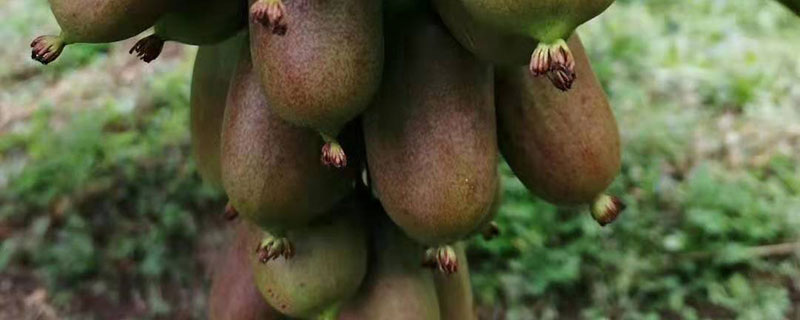 四川适合种植什么果树