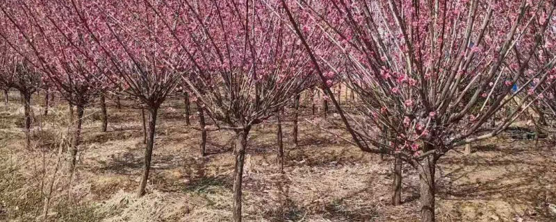 南京市花是什么花 南京市花是什么花