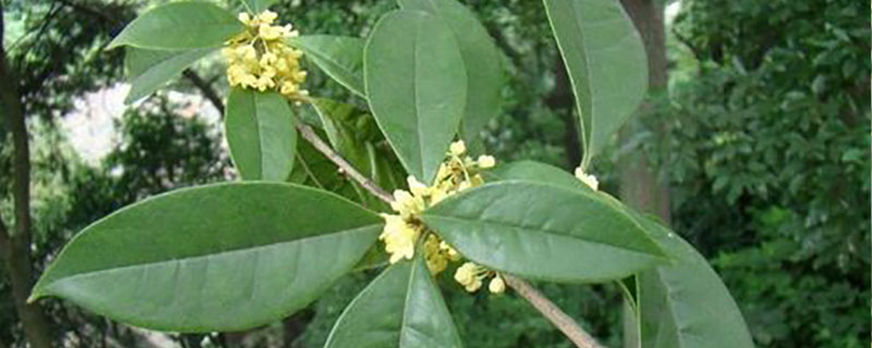 苏州市花是什么花