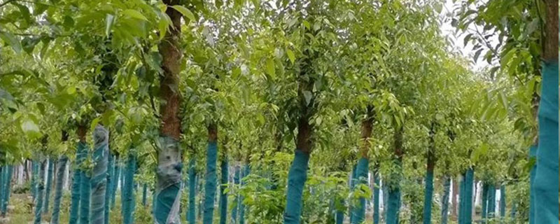 湖南适合种植什么树