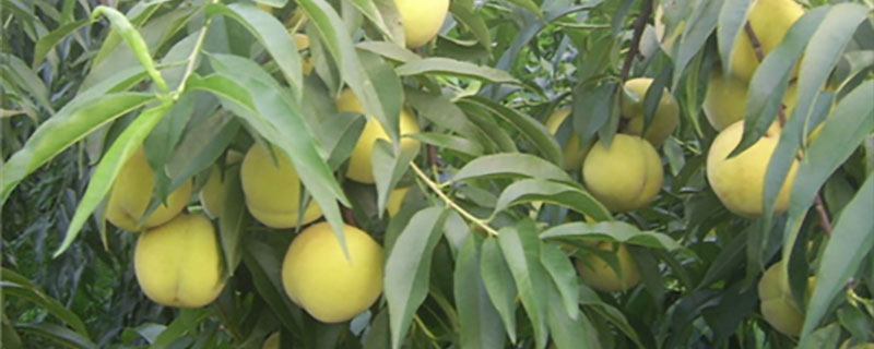 湖南适合种植什么水果