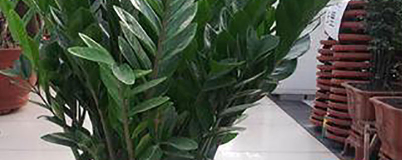 室内适合养的18种植物