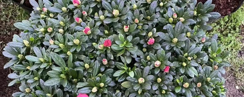 双鸭山市花是什么花