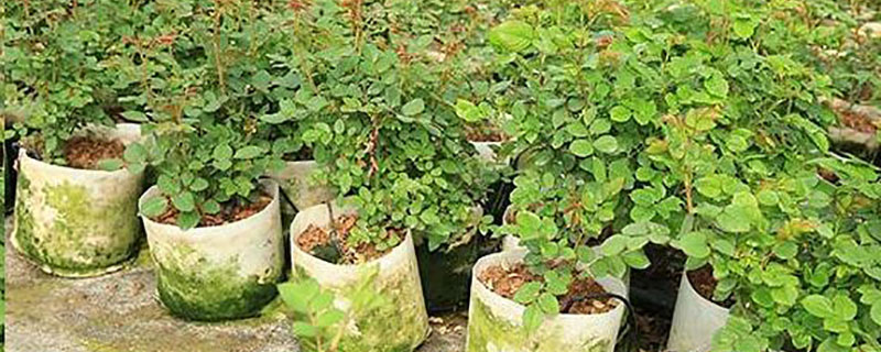 美植袋可以直接种土里吗 美植袋可以直接种土里吗