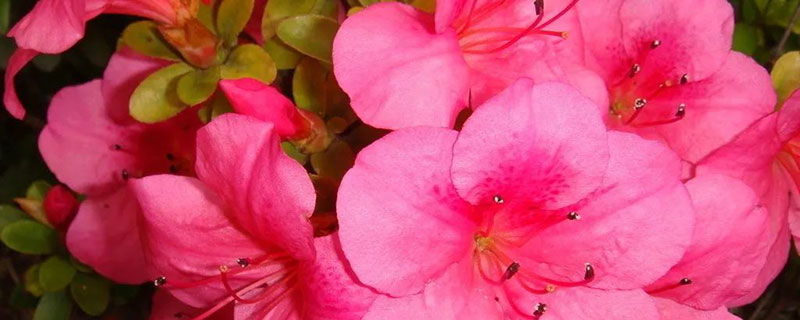 乌兰察布市花是什么花 乌兰察布市花是什么花