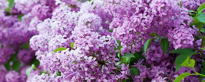 呼和浩特市花是什么花