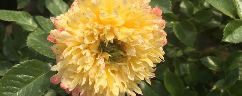 长治市花是什么花