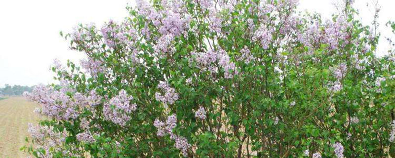 大同市花是什么花
