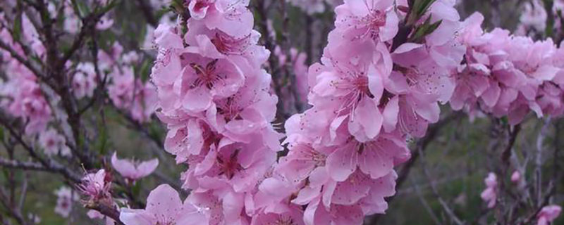 阳泉市花是什么花 阳泉市花是什么花