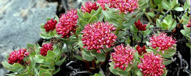 白山市花是什么花
