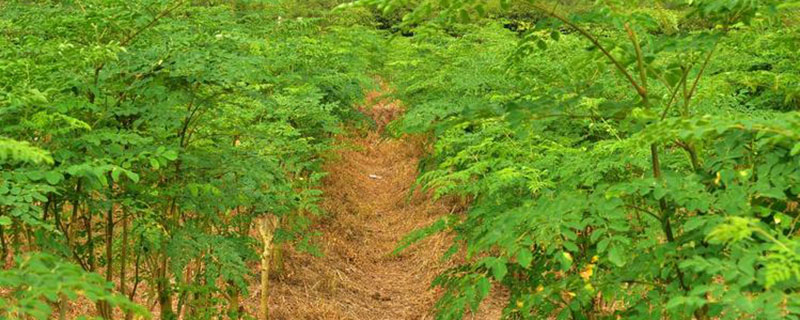 辣木树在北方可以种植吗