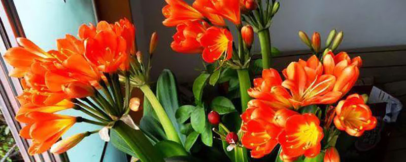 长春市花是什么花
