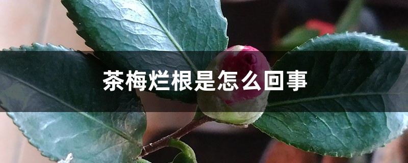 茶梅烂根是怎么回事