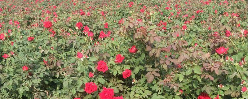 抚顺市花是什么花 抚顺市花是什么花