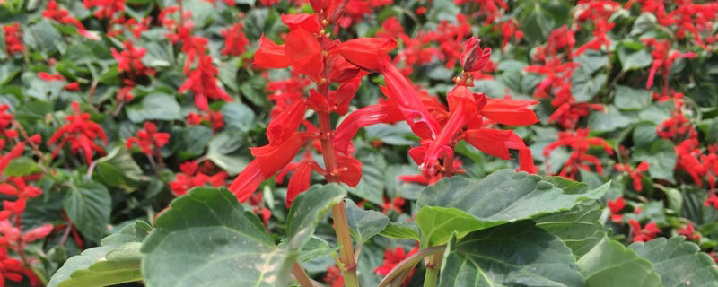 营口市花是什么花