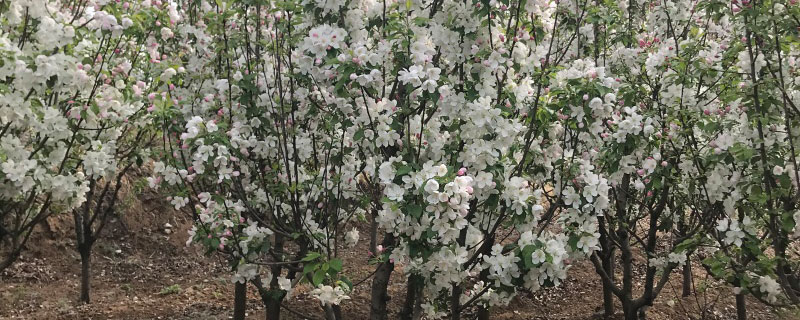 通辽市花是什么花
