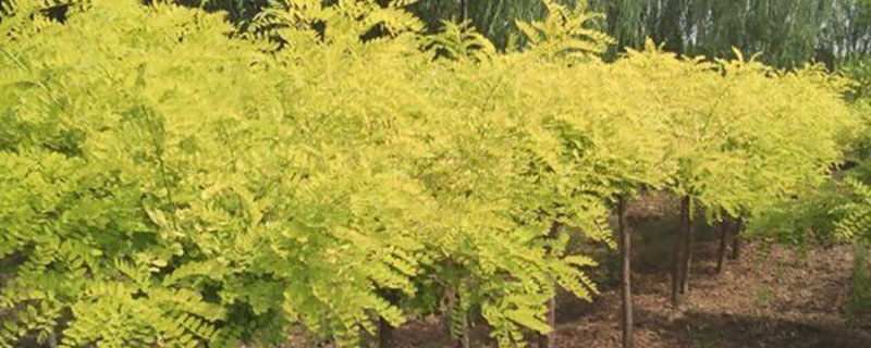 适合北方种植的苗木品种有哪些 适合北方种植的苗木品种有哪些