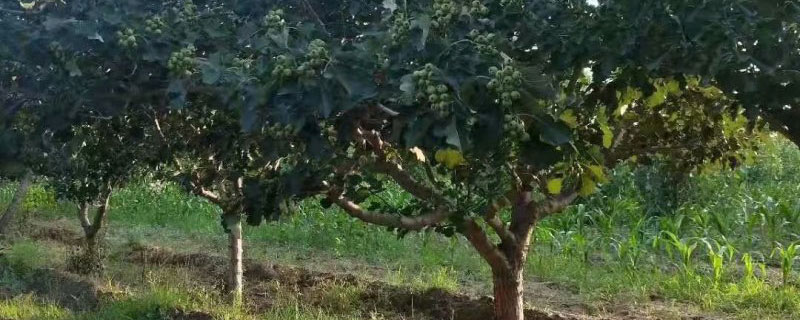 西北庭院适合栽什么树
