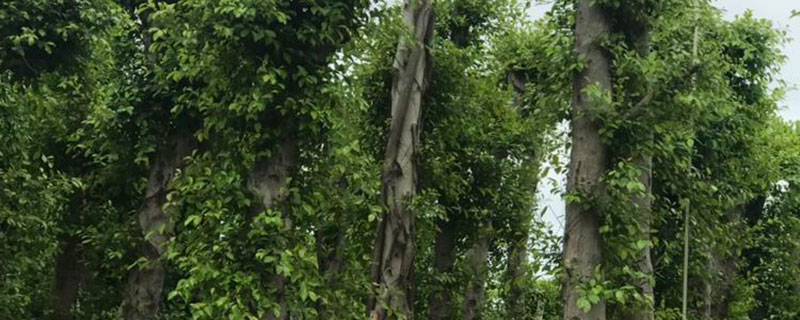 小叶榕树耐寒吗 耐寒多少度