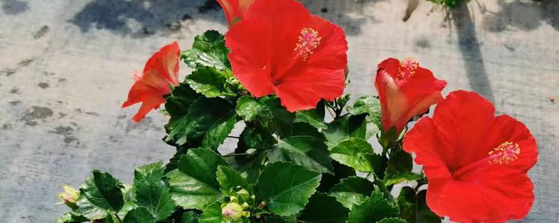 马来西亚的国花是什么花