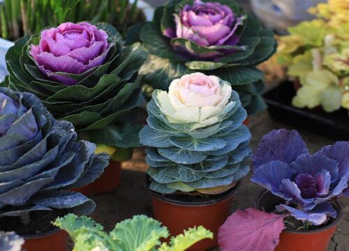 羽衣甘蓝是什么季节的菜
