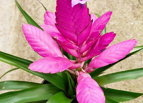 铁兰怎样养殖才能开出漂亮的花朵