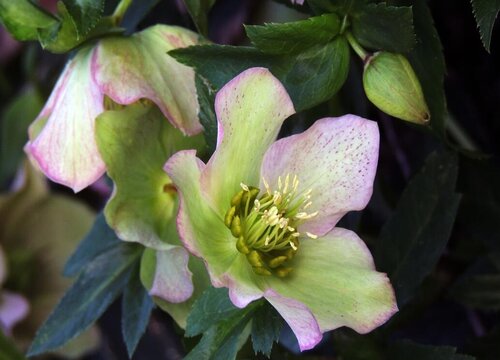 耧斗菜四季开花吗