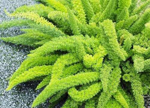 天门冬耐寒多少度