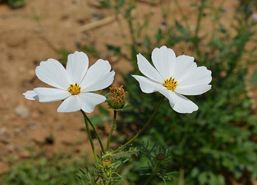 波斯菊原产地在哪里