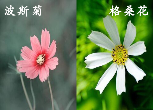 波斯菊和格桑花是一种花吗