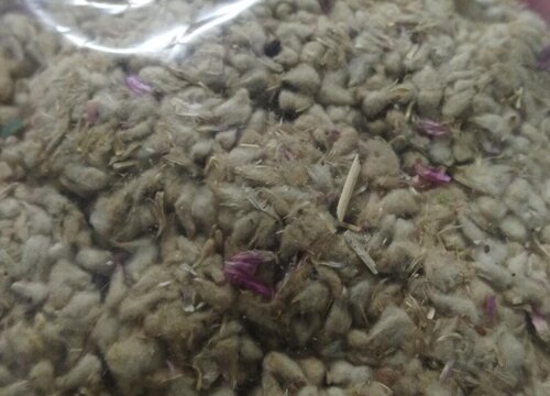 千日红是多年生吗