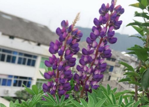 鲁冰花花期多久时间
