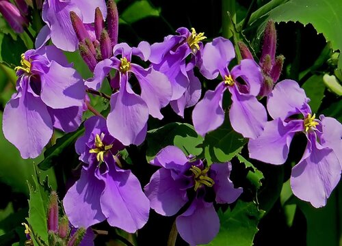二月兰多久开花一次