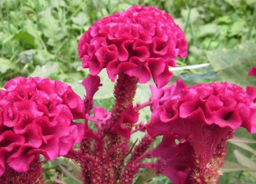 鸡冠花是什么季节开的花