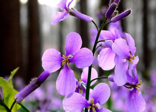 二月兰花期多长时间