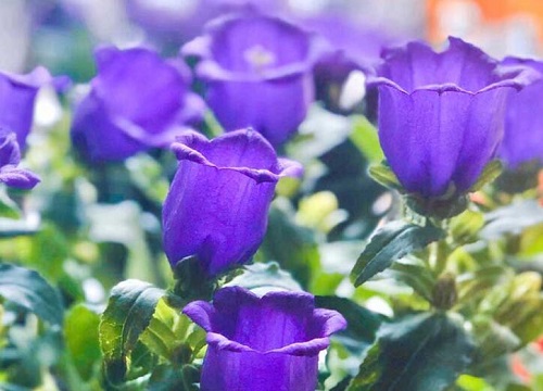 风铃草是多年生吗