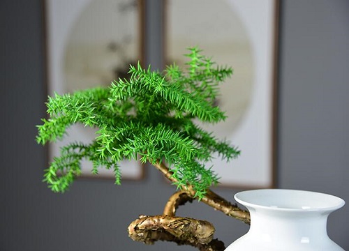南洋杉是裸子植物吗