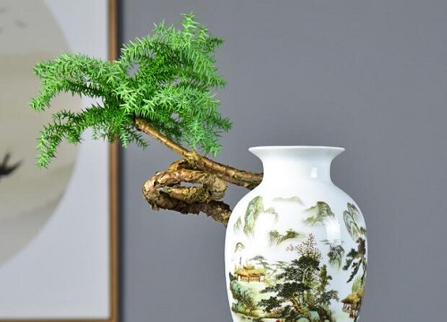 南洋杉是什么植物
