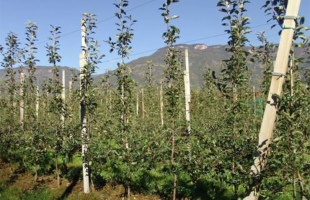 开春以后苹果园怎么管理比较好？