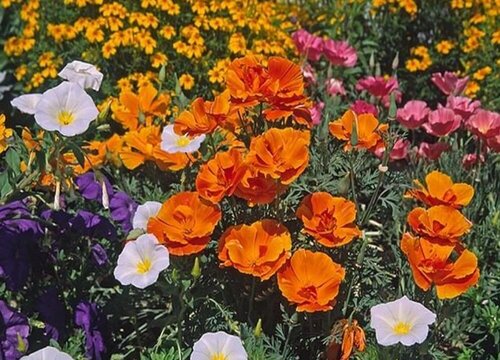 花菱草花期是什么时候