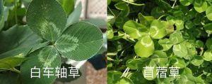 白车轴草
