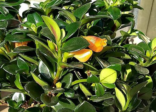 金鱼草多久开花一次