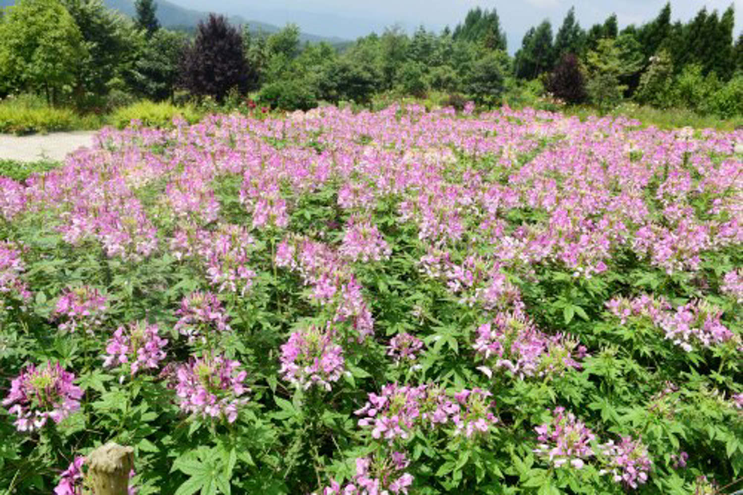 醉蝶花怎么种，种子什么时候播种